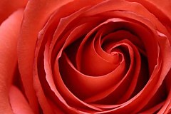 Červená ruža Fototapeta 6211 - vinylová